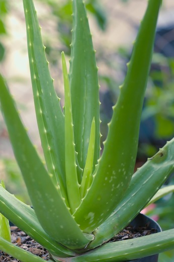 aloe-vera-4733276_1280.jpg