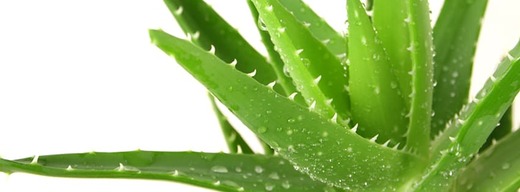 fb_cover-foto_aloe-vera-rostlina.jpeg