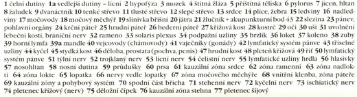 reflexní zóny nártů z vlastního pohledu_popis4.jpg
